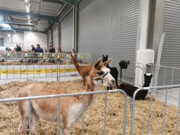 Lingener Kleintiertage November 2024